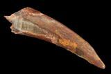 Fossil Pterosaur (Siroccopteryx) Tooth - Morocco #140704-1